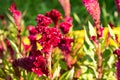 A photo of a flower celosia comb. Largly