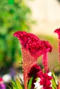 A photo of a flower celosia comb. Largly