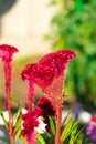 A photo of a flower celosia comb. Largly
