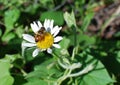 Photo flower chamomile on nature background.