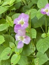 Photo of Flower of Chinese Violet Ganges Primrose Philippine Violet Coromandel Creeping Foxglove or Asystasia Gangetica