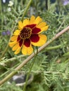 Photo of the Flower of Coreopsis Verticillata Zagreb