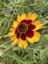 Photo of the Flower of Coreopsis Verticillata Zagreb