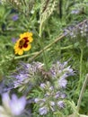 Photo of the Flower of Coreopsis Verticillata Zagreb