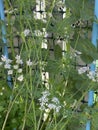 Photo of the Flower of Coriander Coriandrum Sativum Chinese Parsley Dhania or Cilantro