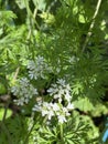 Photo of the Flower of Coriander Coriandrum Sativum Chinese Parsley Dhania or Cilantro Royalty Free Stock Photo