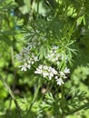 Photo of the Flower of Coriander Coriandrum Sativum Chinese Parsley Dhania or Cilantro Royalty Free Stock Photo