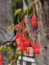 Photo of the flower of Crinodendron hookerianum Royalty Free Stock Photo