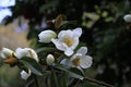 Photo of the Flower of Fairy Magnolia White