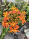 Photo of Flower of  fire-star orchid or Epidendrum radicans Royalty Free Stock Photo