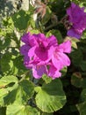 Photo of the flower of Horseshoe geranium , Common pelargonium , Horseshoe Stork`s-bill