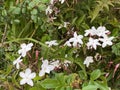 Photo of the Flower of Jasminum Officinale Common Jasmine or Summer Jasmine