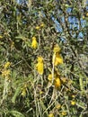 Photo of the flower of Kowhai Royalty Free Stock Photo