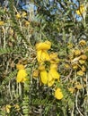Photo of the flower of Kowhai Royalty Free Stock Photo