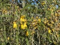 Photo of the flower of Kowhai Royalty Free Stock Photo