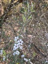 Photo of the Flower of Leptospermum Scoparium Manuka or New Zealand Teatree Royalty Free Stock Photo