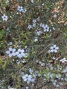 Photo of the Flower of Leptospermum Scoparium Manuka or New Zealand Teatree Royalty Free Stock Photo