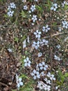 Photo of the Flower of Leptospermum Scoparium Manuka or New Zealand Teatree Royalty Free Stock Photo