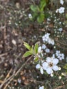 Photo of the Flower of Leptospermum Scoparium Manuka or New Zealand Teatree Royalty Free Stock Photo