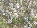 Photo of the Flower of Leptospermum Scoparium Manuka or New Zealand Teatree Royalty Free Stock Photo