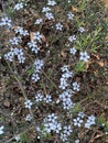 Photo of the Flower of Leptospermum Scoparium Manuka or New Zealand Teatree Royalty Free Stock Photo