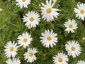 Photo of the Flower of Leucanthemum Vulgare or the Ox-Eye Daisy Royalty Free Stock Photo