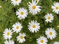 Photo of the Flower of Leucanthemum Vulgare or the Ox-Eye Daisy