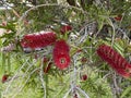 Photo of Flower of Melaleuca Citrina Common Red Crimson or Lemon Bottlebrush
