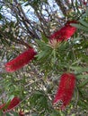 Photo of Flower of Melaleuca Citrina Common Red Crimson or Lemon Bottlebrush