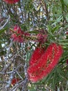 Photo of Flower of Melaleuca Citrina Common Red Crimson or Lemon Bottlebrush