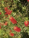 Photo of Flower of Melaleuca Citrina Common Red Crimson or Lemon Bottlebrush