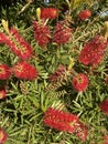 Photo of Flower of Melaleuca Citrina Common Red Crimson or Lemon Bottlebrush