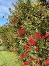 Photo of Flower of Melaleuca Citrina Common Red Crimson or Lemon Bottlebrush