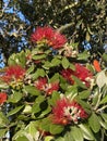 Photo of Flower of Metrosideros Excelsa Pohutukawa New Zealand Christmas Tree New Zealand Christmas Bush