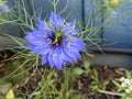 Photo of the Flower of Nigella Damascena Love-In-A-Mist Ragged Lady or Devil in the Bush