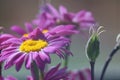 Photo of a flower of a plant in a bouquet. Daisy flower.