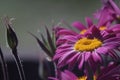 Photo of a flower of a plant in a bouquet. Daisy flower.