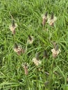 Photo of the Flower of Plantago Lanceolata Ribwort Plantain Narrowleaf Plantain or English Plantain