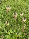 Photo of the Flower of Plantago Lanceolata Ribwort Plantain Narrowleaf Plantain or English Plantain