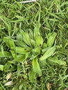 Photo of the Flower of Plantago Lanceolata Ribwort Plantain Narrowleaf Plantain or English Plantain