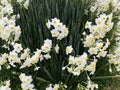 Photo of the Flower of Poet`s Narcissi or Pheasant`s Eye Narcissus Poeticus