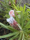 Photo of the flower of Protea neriifolia