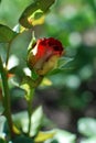 Photo flower rose on nature background.