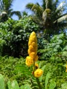 photo of the flower of the Senna Alata plant, also known as the yellow Chinese ketepeng