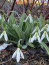 Photo of the Flower of Snowdrop