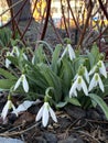 Photo of the Flower of Snowdrop