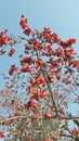 Flower Farm Tree Flower India Royalty Free Stock Photo