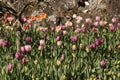 Photo of the flower of Tulips Tulipa