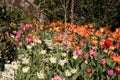 Photo of the flower of Tulips Tulipa