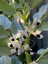 Photo of the Flower of Vicia Faba Faba Bean Fava Bean Horse Bean or Broad Bean Royalty Free Stock Photo